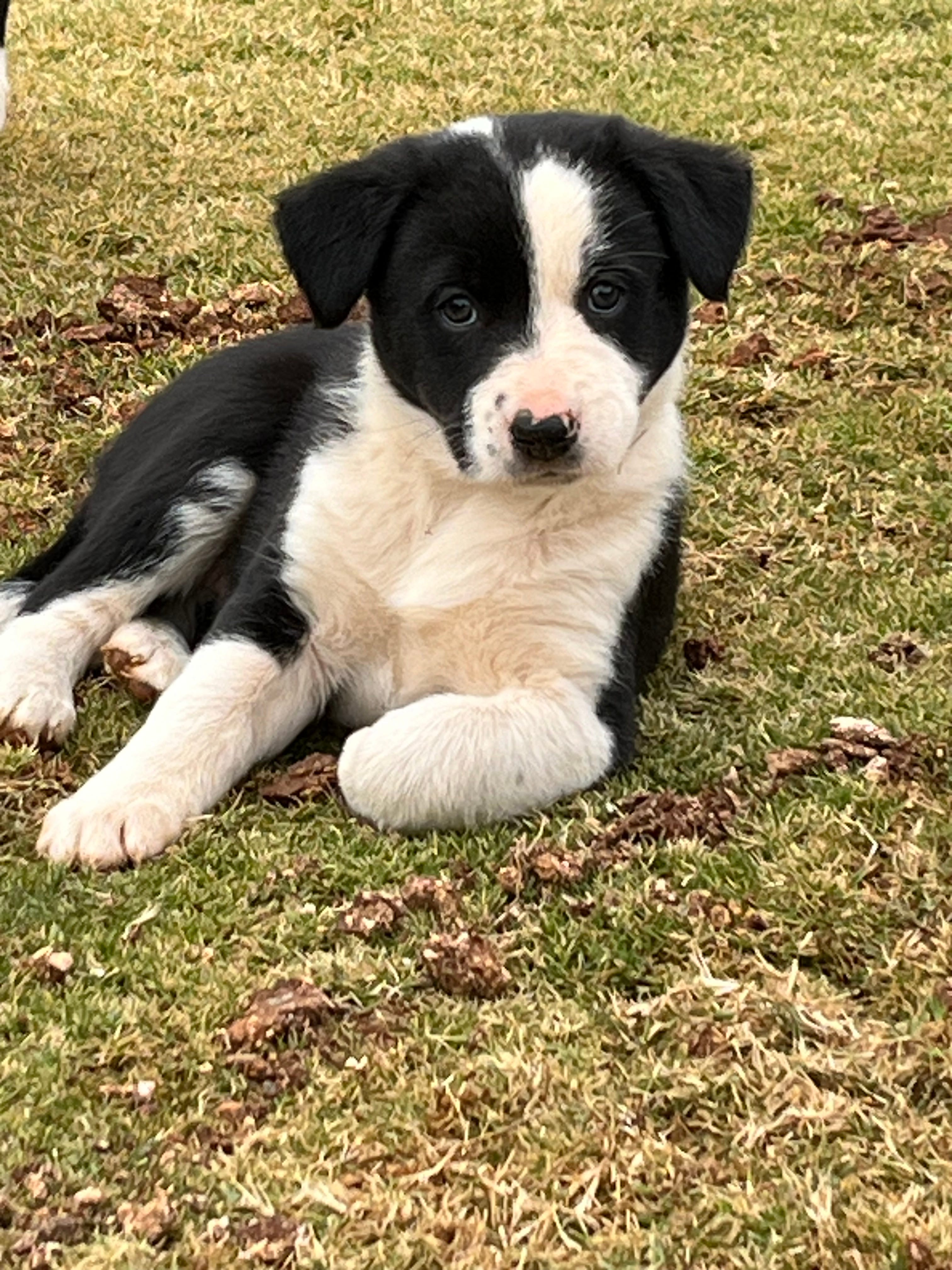 Toy collies for sale on sale