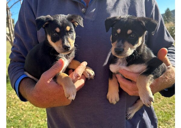 Koolie cross kelpie sales
